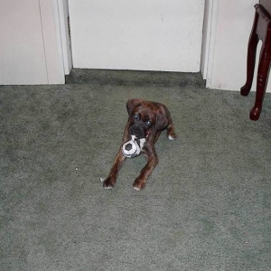 Dela 11 wks