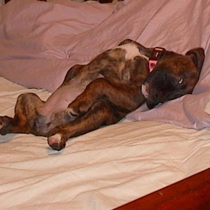 Always Sleeping