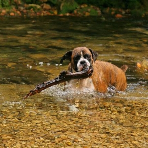 Stick