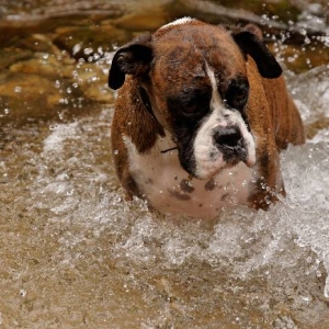 Splash