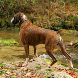 Henri