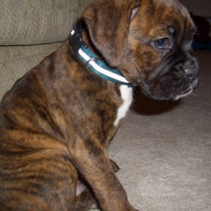 Chunk's Puppy Pics