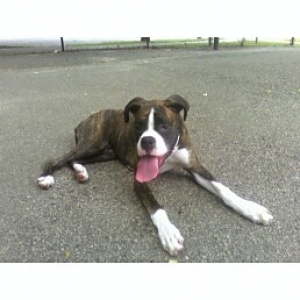 Leo at park