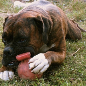 Yoda and his toy
