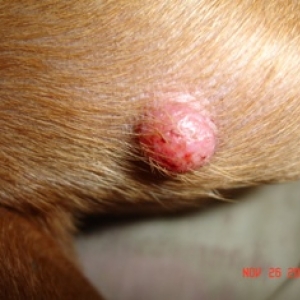 Zoey's Lump