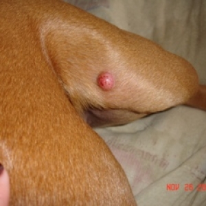 Zoey's Lump #2