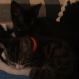 Bast and Belise