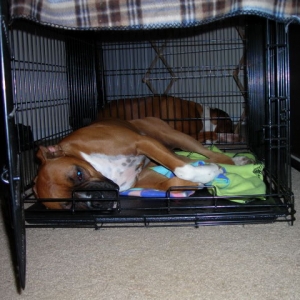 Two dogs in one crate??