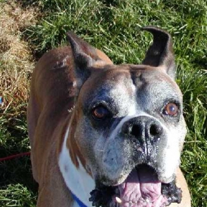 Tyson