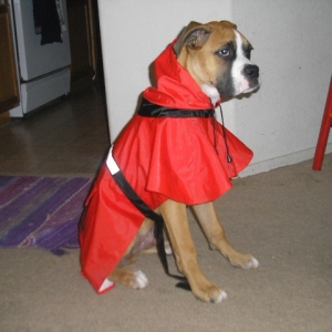 Revan 5 months old