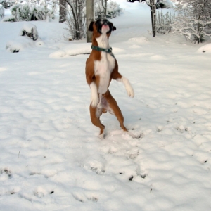 Lord-a-Leaping