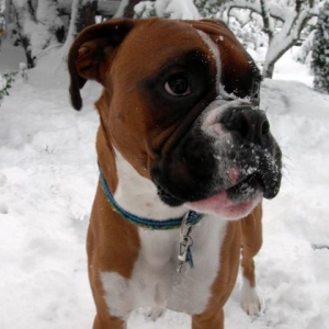 Snowy Face