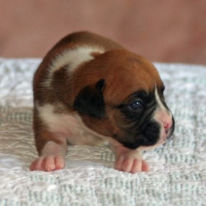 Two Weeks Old
