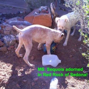 Sequoia wearing Red Rock of Sedona! TaTanka too.