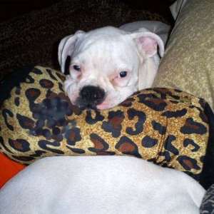 TaTanka sooooo comfy...