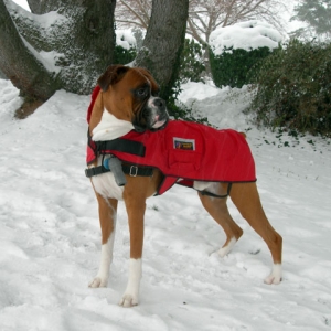 Little Red Riding Hood?