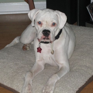 Has anyone seen my bone?