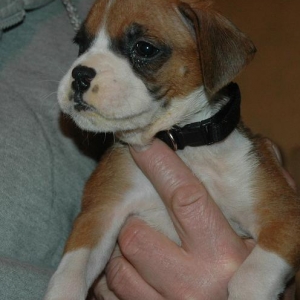 Sadie