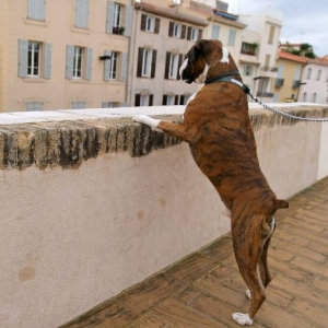 Nosy
