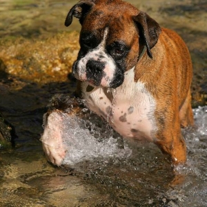 Soggy dog