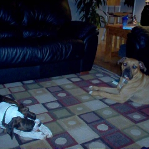 Chico sulking over a bone