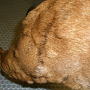 Lumps all over body and legs