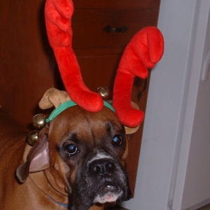 Samson's Antlers