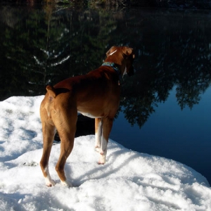 Contemplating Swimming