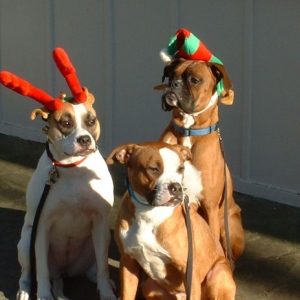 2006 Christmas card