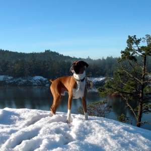 King of the Castle
