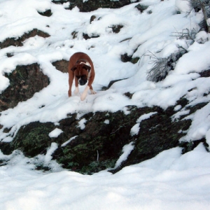 Mountain Goat