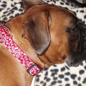 Rubys christmas collar.
