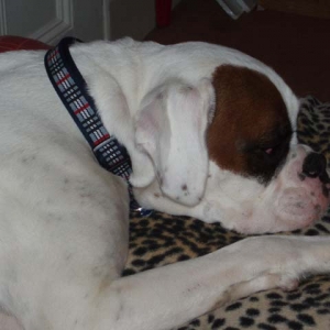 Luka's new collar.