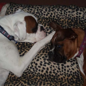 Luka and Angel 10 Months