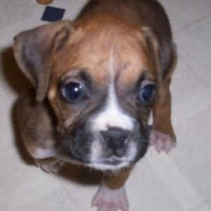 Little Diesel