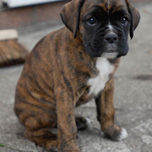 Rocco @ 8 weeks