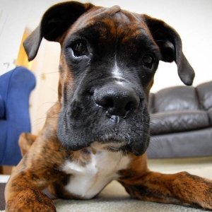 Rocco "fish eye" 4 months