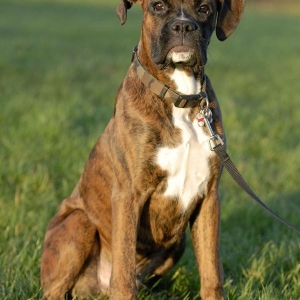 Rocco @ 5 months