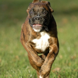 Rocco BANZAI !!!!