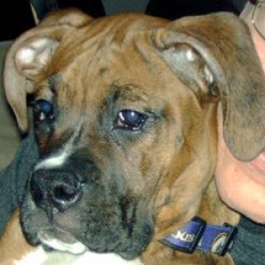 oscarface