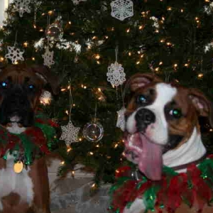 Merry  Christmas Everyone!