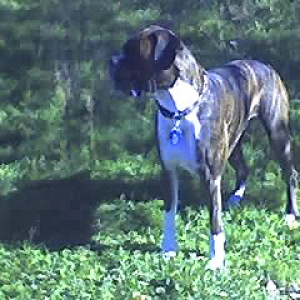 Wilson profile