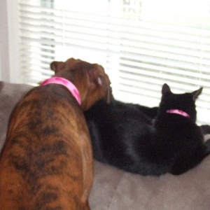 Matching Collars