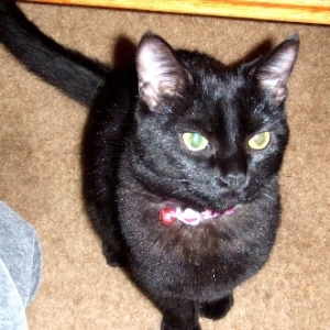 Sassy Kitty