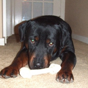 Rex