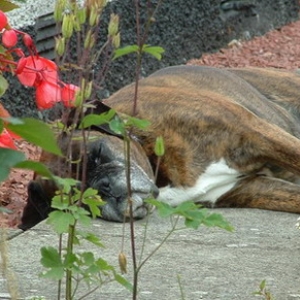 Sophie on Patrol - not!