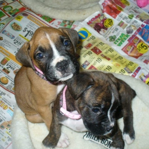 puppies_048