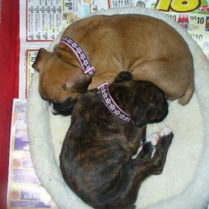 puppies_047