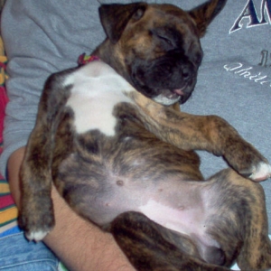 Perfect puppy contentment
