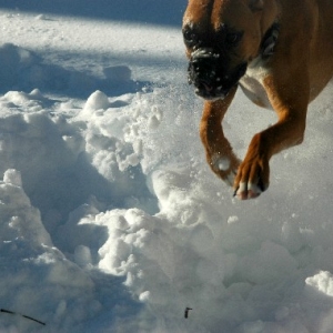 Lunge